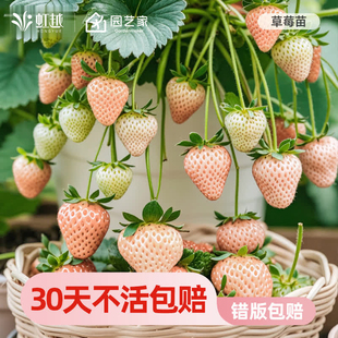 虹越粉玉草莓苗盆栽四季果树阳台地栽果苗淡雪桃熏大苗