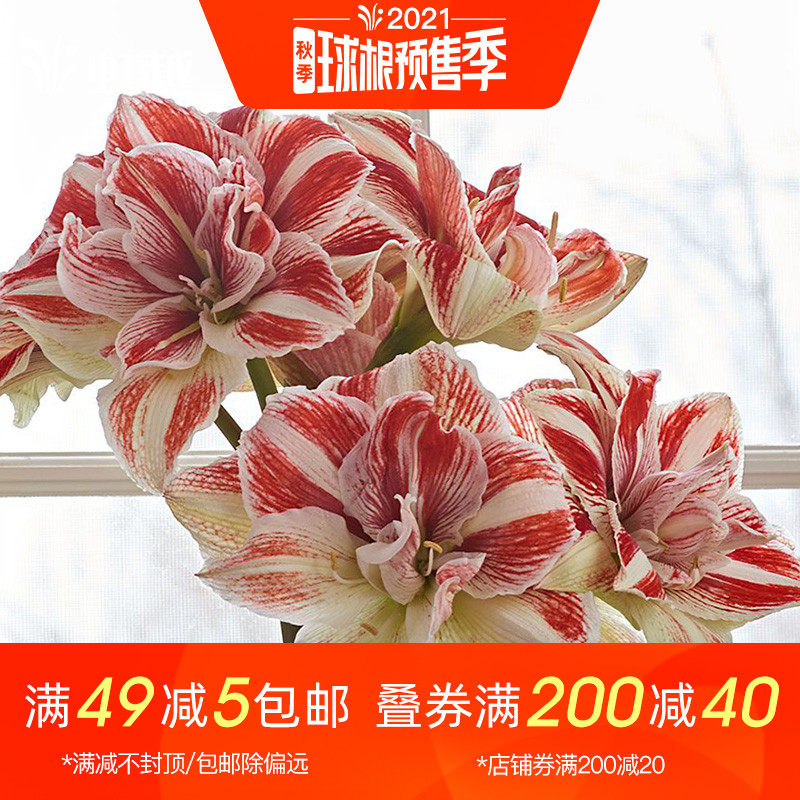 朱顶红 价格 怎么样 图片