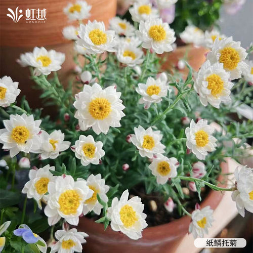 虹越园艺家好养草花种苗