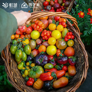 番茄西红柿种子虹越园艺家种籽花园阳台春秋播种家庭水果蔬菜盆栽