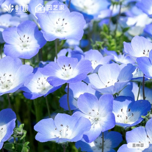 喜林草盆栽小花苗多年生草本花卉虹越花园庭院花镜好养低维护花卉