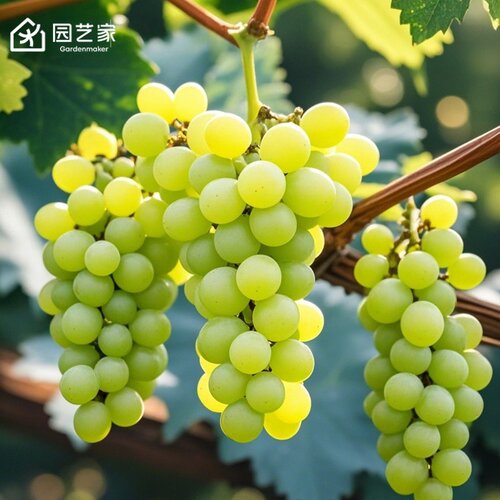 虹越阳光玫瑰葡萄树苗