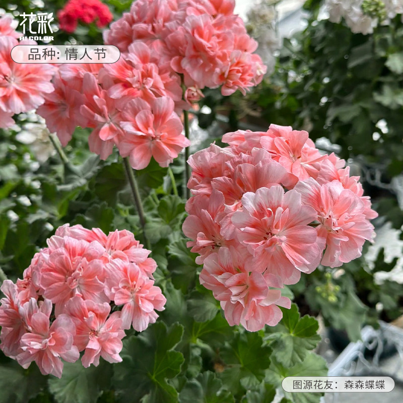 虹越花彩天竺葵大苗盆栽花园耐热多年生常绿阳台窗台花卉病虫害少,鲜花速递/花卉仿真/绿植园艺,时令草本花卉,淘宝优惠券,粉丝福利购,淘宝优惠卷