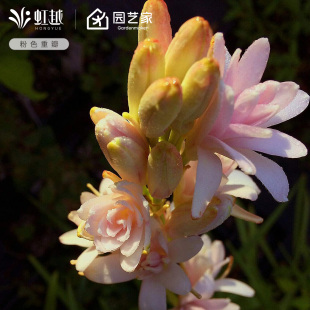 晚香玉种球粉色重瓣虹越有香味可切花耐热花卉国产多年生草本植物