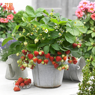 花彩草莓苗盆栽阳台花园庭院种植黑珍珠红颜隋珠章姬粉玉四季常绿