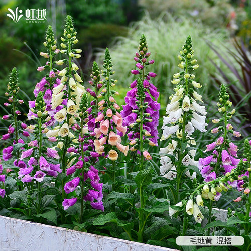 虹越园艺家花卉种苗毛地黄小花苗盆栽庭院阳台耐寒耐旱耐荫好养