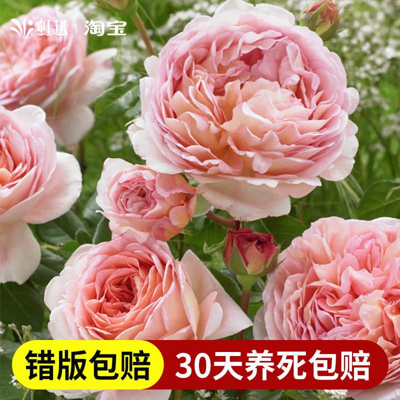亚伯拉罕月季花苗藤本灌木盆栽大花浓香爬藤月季四季开花小苗大苗