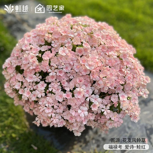 虹越园艺家种子宿根福禄考花种籽阳台花园花境耐寒爆花期长春秋播