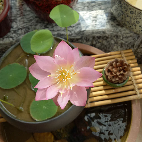 水生迷你可爱虹越碗莲莲花夏秋