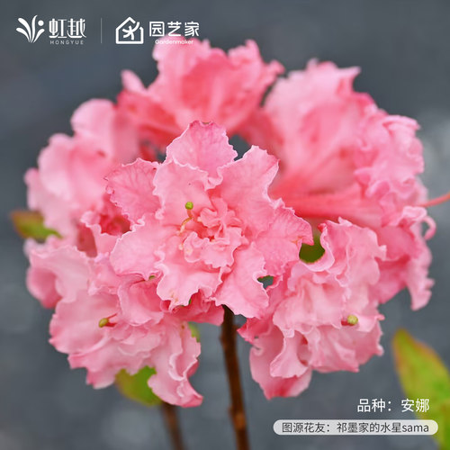 虹越进口落叶杜鹃花重瓣粉绣球橘光盆栽小苗庭院花园阳台耐寒灌木