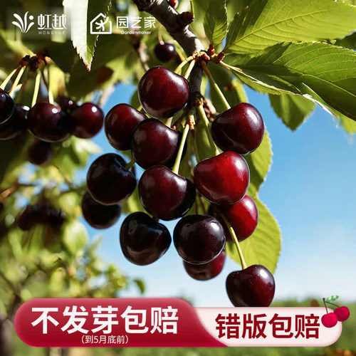 虹越车厘子盆栽树苗樱桃果树果苗南北方种植黑珍珠福瑞斯科