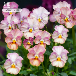花彩皱边角堇花苗盆栽心跳阳台礼服德古拉冬季耐寒草花易爆花量大