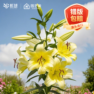 春百合种球根阳台爱莎眼线黄天霸单重瓣香水东方花卉多年生易养护