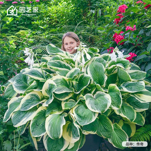 玉簪花苗盆栽多年生宿根庭院阳台花园植物耐阴耐寒绿植盆栽观叶花
