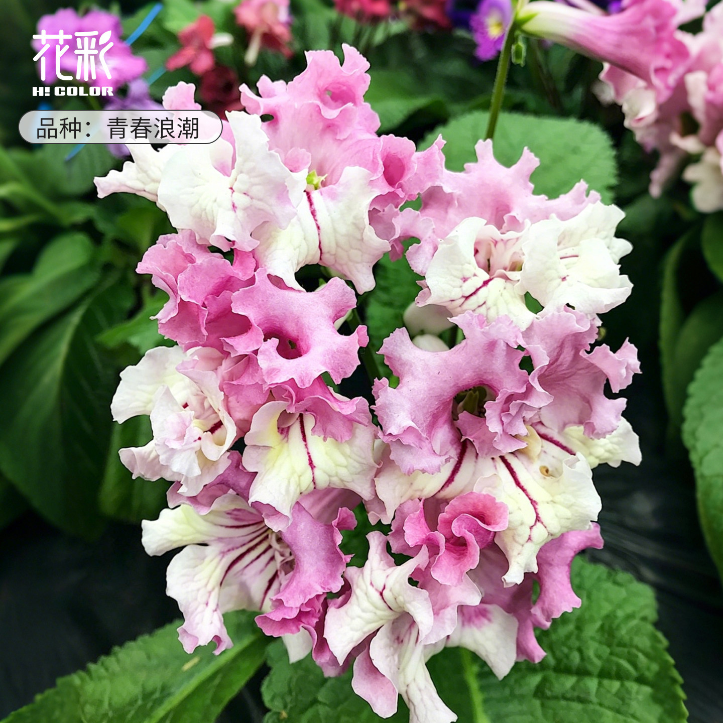 花彩堇兰珍珠盆栽苗室内花多年生图片