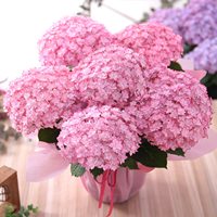 虹越露娜繡球花苗正版日本加茂新品響聲龍宮手鞠陽(yáng)臺(tái)盆栽花園地栽