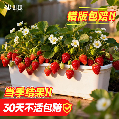 虹越草莓苗秧盆栽带花带果冬季结果树苗粉玉红颜初恋新品果苗