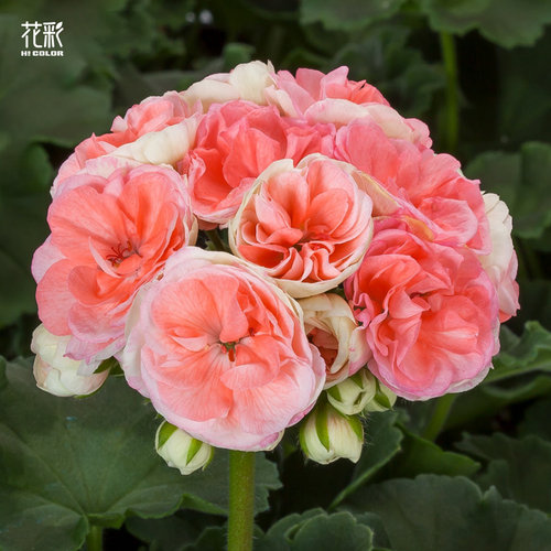 花彩玫瑰小姐天竺葵花苗室内盆栽