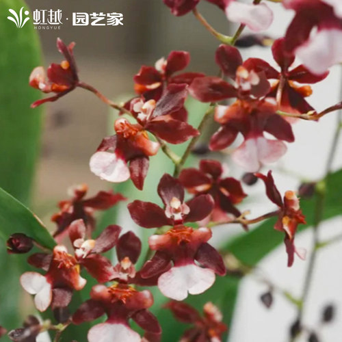 巧克力文心兰盆栽花彩客厅办公室书桌书房种植兰花苗跳舞兰好养活