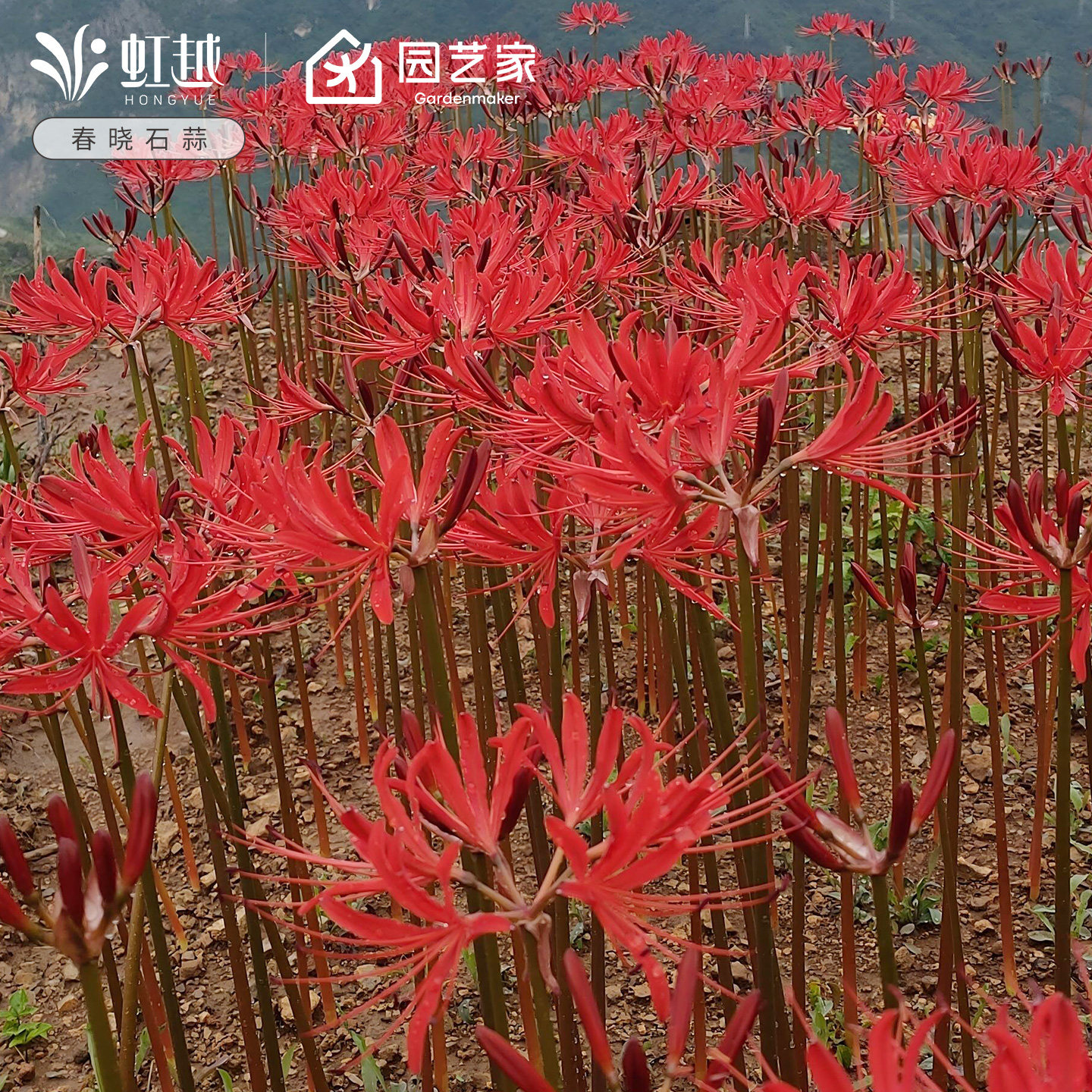 春晓石蒜种球红花石蒜虹越彼岸花换锦曼珠沙华忽地笑龙爪花卉现货