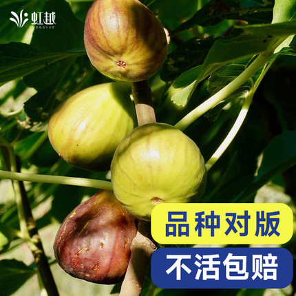 虹越无花果树果苗盆栽四季耐寒南方北方阳台种植波姬红芭劳奈青皮