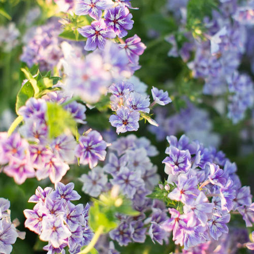多季开花宿根花卉阳台福禄考虹越
