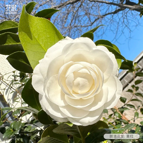 花彩山茶花茶梅盆栽东方亮苗阳台庭院花园花坛多年生耐寒花卉植物