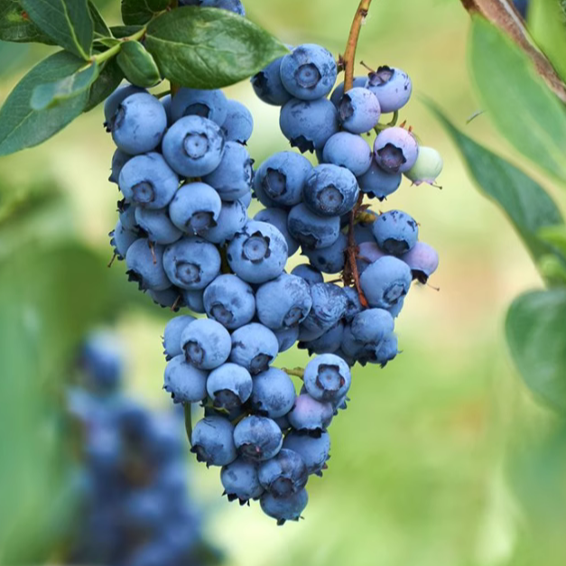 花彩蓝莓树果苗阳台盆栽家庭果树庭院地栽F6绿宝石南北方皆可种植,鲜花速递/花卉仿真/绿植园艺,果树,淘宝优惠券,粉丝福利购,淘宝优惠卷