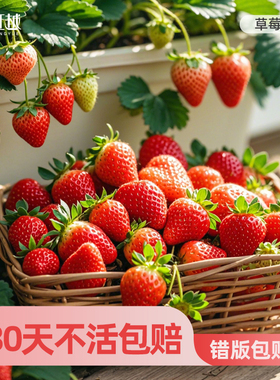 虹越草莓苗秧盆栽四季结果果树果苗真红美玲章姬隋珠天使越秀粉玉