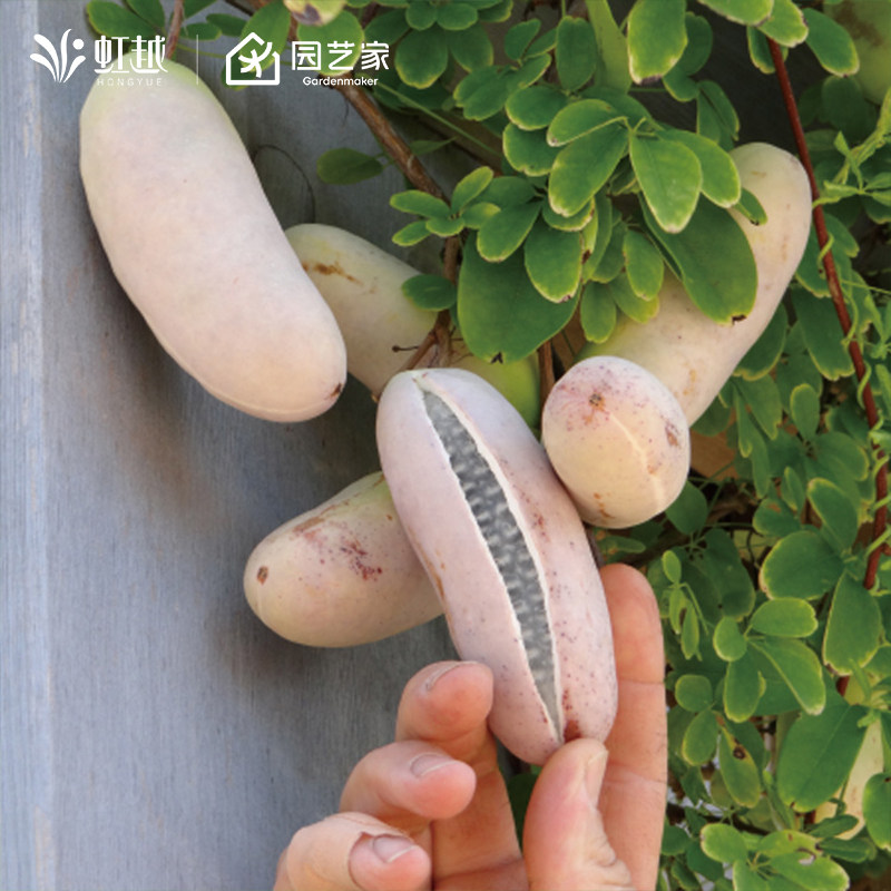 八月瓜九月炸虹越爬藤观叶观花果实可食用藤本木通水果树苗