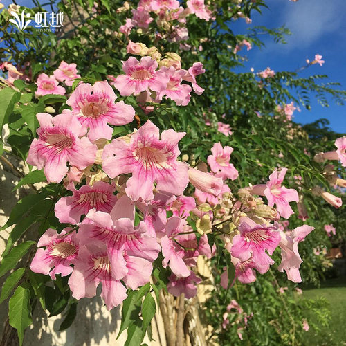虹越凌霄花爬墙藤本攀援植物花苗盆栽阳台庭院室外耐热好养多年生