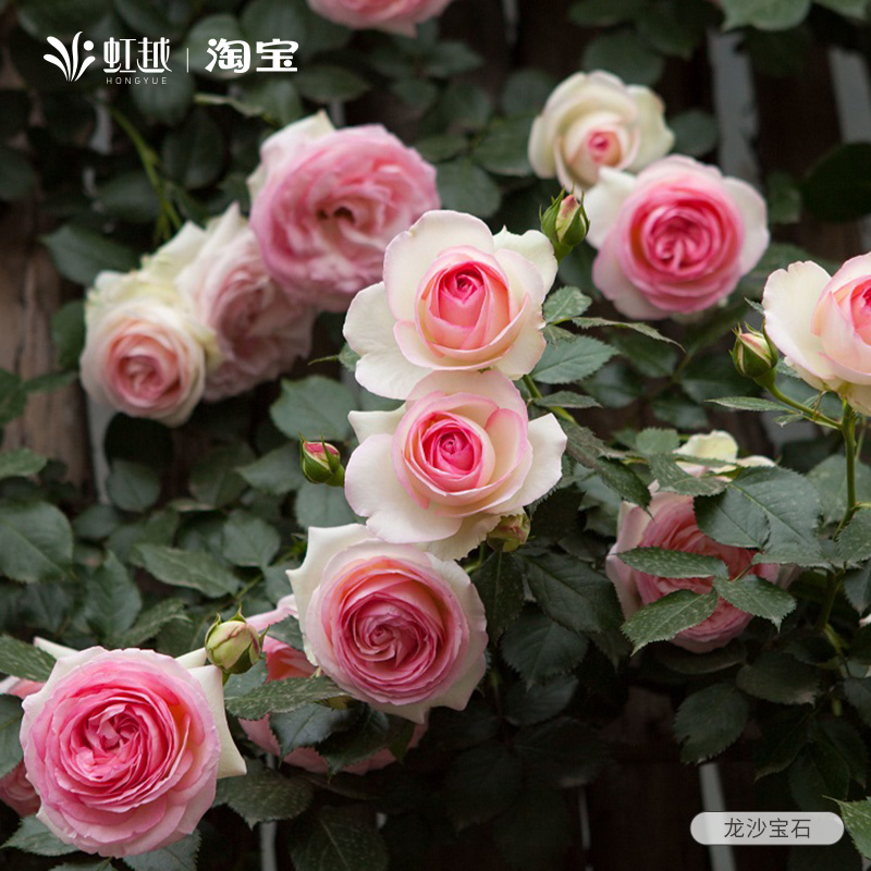 粉色龙沙宝石爬墙藤本月季玫瑰小花苗盆栽花园庭院好养中苗大苗,鲜花速递/花卉仿真/绿植园艺,月季/蔷薇/玫瑰,淘宝优惠券,粉丝福利购,淘宝优惠卷