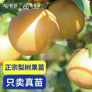 虹越梨树裸根苗盆栽果树树果苗南北方种植庭院简单好养