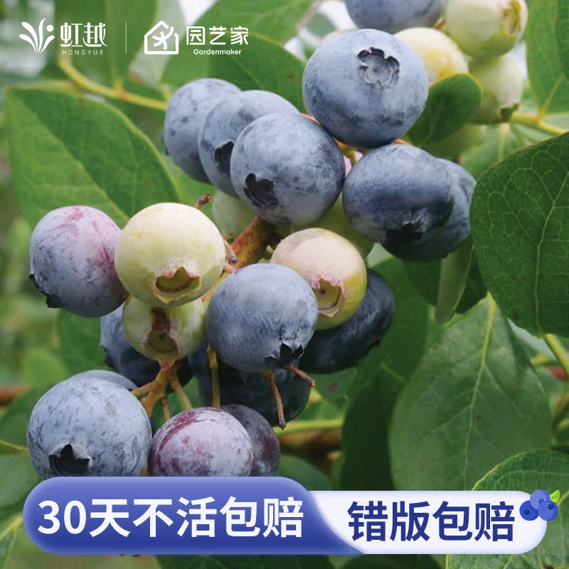 虹越蓝莓大盆栽四季虹越盆栽庭院阳台南北方种植耐寒家庭水果树苗