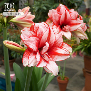 花彩国产朱顶红种球鬼魅阳台盆栽好养活阿弗雷重瓣大花多年生球根