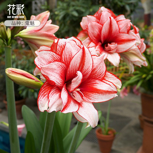 花彩国产朱顶红种球鬼魅多年生