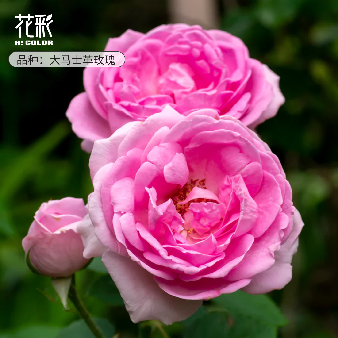 花彩可食用滇红玫瑰盆栽好养图片
