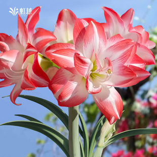 朱顶红花孔雀进口单重瓣种球花种子庭院阳台园艺土培新手花卉虹越