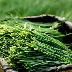 虹越萌吖吖葱种子内蒙古沙葱四季小香葱章丘大葱春季秋季四季花园