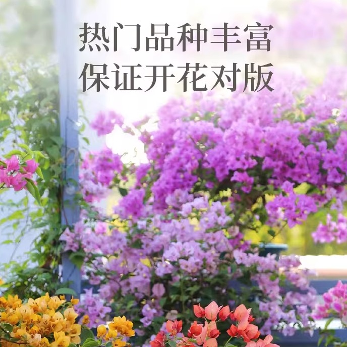 花彩绿樱三角梅盆栽1加仑带花发货卡亚塔阳台好养勤花树苗漳红樱