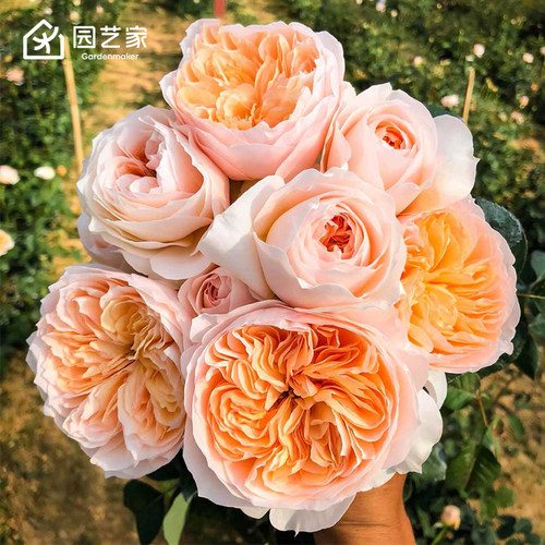 虹越果汁阳台龙沙宝石月季花盆栽