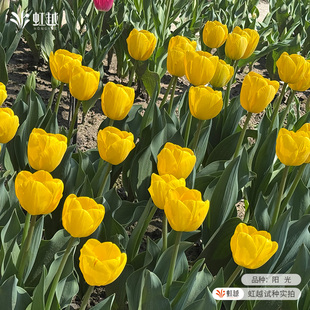 郁金香种球5度球土培盆栽荷兰直采庭院阳台新手全国可种多件多折