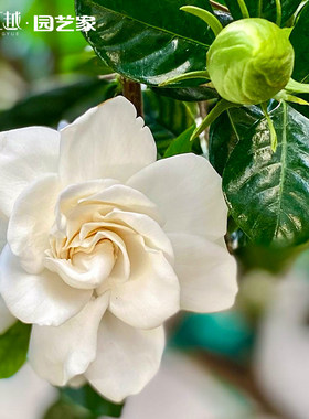 栀子花盆栽苗花彩庭院花园阳台窗台室外种植四季常绿有香味花卉大