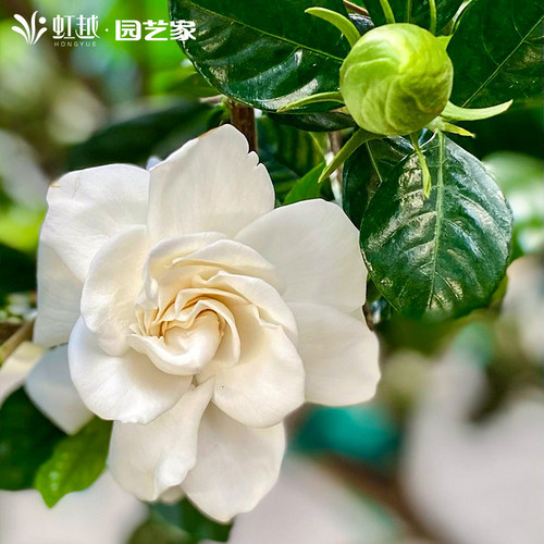 栀子花盆栽苗花彩庭院花园阳台窗台室外种植四季常绿有香味花卉大