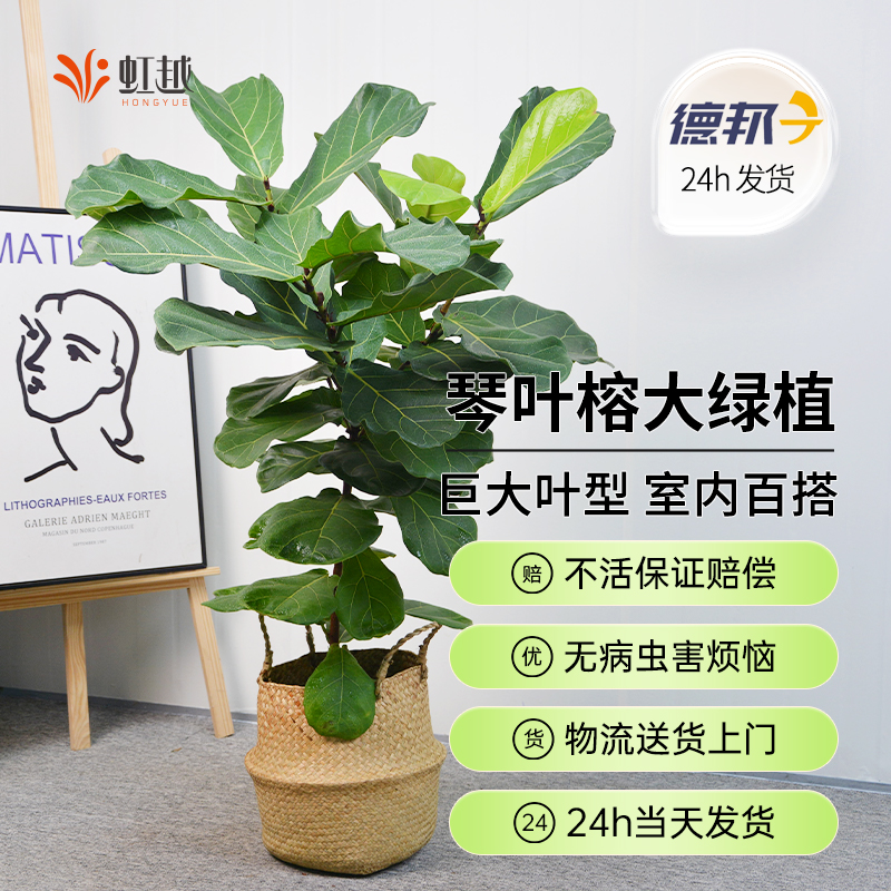 琴叶榕老桩大型绿植盆栽客厅大型植物室内落地大号大叶琴叶榕树苗