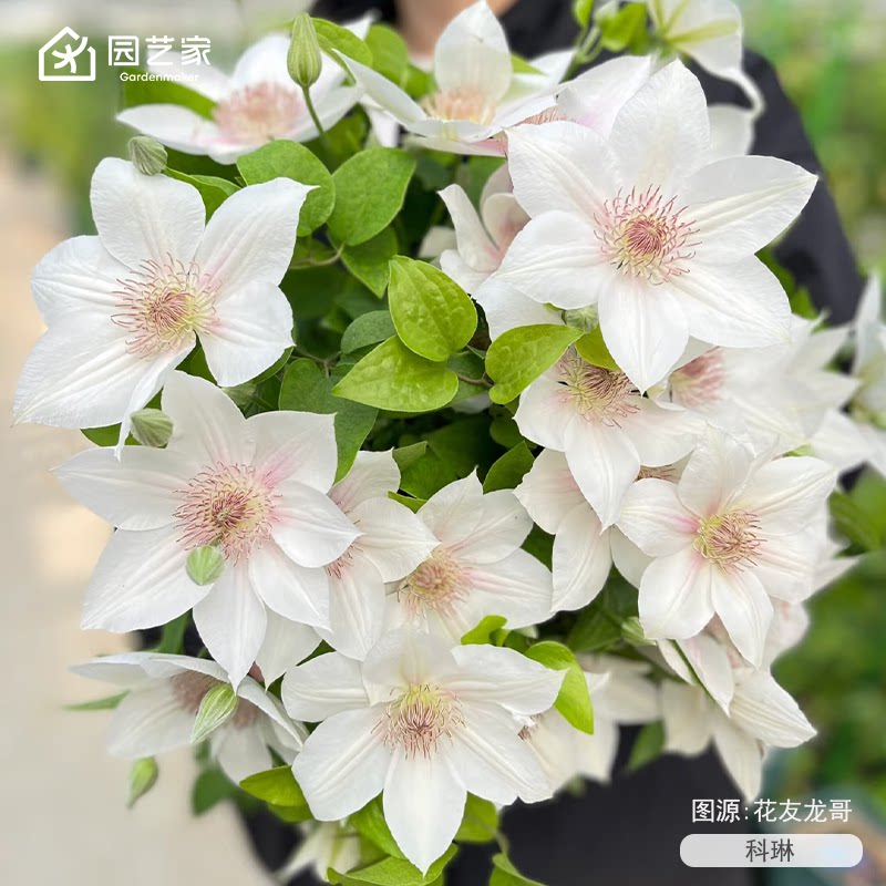 虹越F系铁线莲苗科琳魔法师子市长庭院花园耐寒爬藤好养小花苗