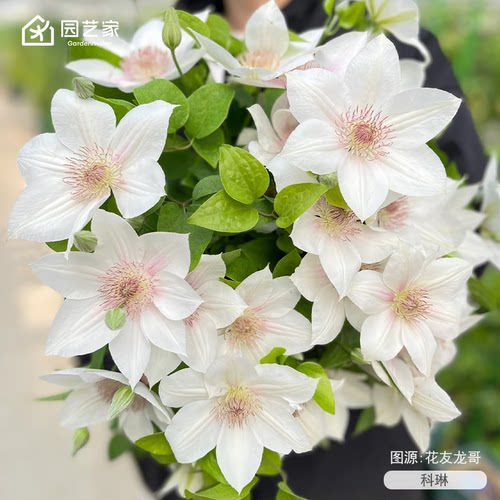 虹越F系铁线莲苗科琳魔法师子市长庭院花园耐寒爬藤好养小花苗