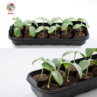 碧奥兰育苗盒虹越含泥炭透气吸水易操作不含无纺布带盖小温室套装
