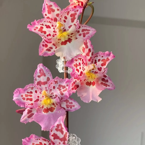 梦香文心兰跳舞兰花有香味虹越