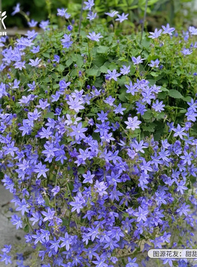 花彩垂吊风铃草盆栽蓝色花卉多年生耐寒植物庭院阳台盆栽爆花量大